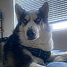 Kaiser is registered to the contest to win money with this photo: dog, husky, blue_eyes, indoor, bed, blanket, harness, window, blinds, pet, animal, fur, lying_down, portrait, looking_at_camera, domestic_animal, canine, companion, resting, curious