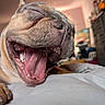animal, bed, canine, close_up, cute, dog, domestic_animal, fur, indoor, mouth_open, nose, paw, pet, relaxed, resting, sleepy, teeth, tongue_out, whiskers, yawning