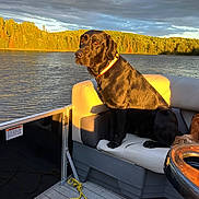 Blaze joined the competition — help win amazing prizes! dog, black_dog, boat, lake, water, forest, trees, sunset, sunlight, outdoor, nature, pet, animal, canine, collar, bench_seat, rope, sky, clouds, serene