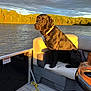 dog, black_dog, boat, lake, water, forest, trees, sunset, sunlight, outdoor, nature, pet, animal, canine, collar, bench_seat, rope, sky, clouds, serene