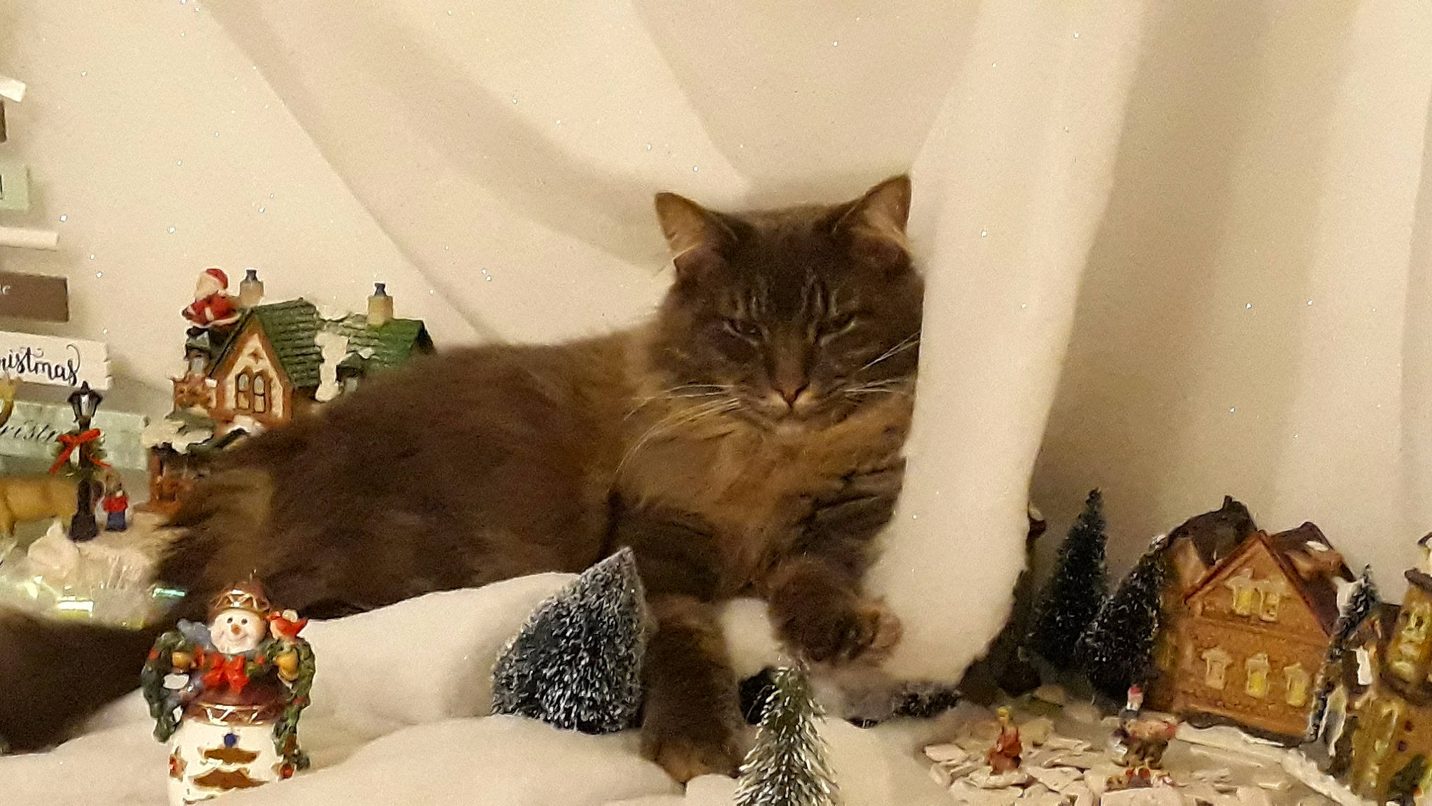 Nesquik participe au concours pour gagner de l'argent avec cette photo : american_wirehair, asian, british_semi_longhair, carnivore, cat, domestic_short_haired_cat, european_shorthair, fawn, felidae, kitten, maine_coon, mammal, norwegian_forest_cat, small_to_medium_sized_cats, tabby_cat, whiskers