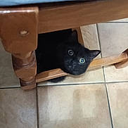 Winnie a rejoint le concours — aidez-le/la à gagner de superbes lots ! animal, black_cat, cat, curious, domestic, ears, feline, floor_tiles, home, indoor, legs, looking_up, pet, quiet, shadow, small_space, tile_floor, whiskers, wood, wooden_chair