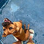 Stella participe au concours pour gagner de l'argent avec cette photo : animal, brown_dog, canine, dog, feet, happy, legs, looking_up, outdoor, person, pet, playful, pool, recreation, shorts, slippers, smiling_dog, summer, water, wet