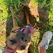 Stella participe au concours pour gagner de l'argent avec cette photo : animal, brown_dog, canine, close_up, dirt, dog, friendly, grass, hand, happy, leg, nature, outdoor, panting, petting, playful, shoe, summer, sunlight, tongue