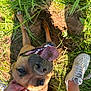 animal, brown_dog, canine, close_up, dirt, dog, friendly, grass, hand, happy, leg, nature, outdoor, panting, petting, playful, shoe, summer, sunlight, tongue