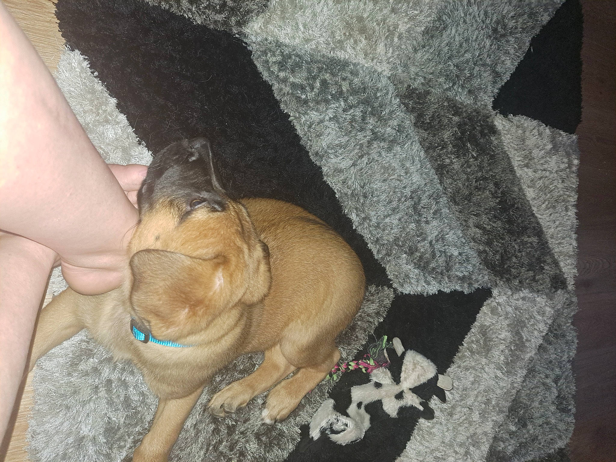 Tyson joined the competition — help win amazing prizes! canidae, carnivore, comfort, companion_dog, dog, dog_breed, fawn, felidae, flooring, foot, human_leg, nail, small_to_medium_sized_cats, snout, sporting_group, tail, thigh, whiskers, working_animal, wrinkle