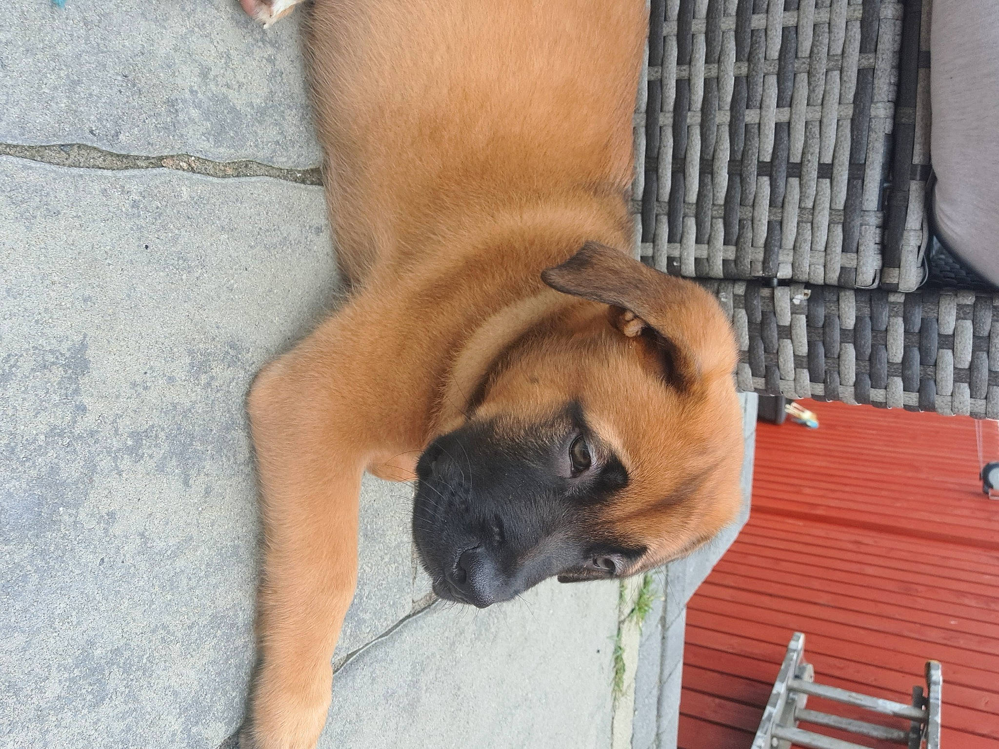 Tyson joined the competition — help win amazing prizes! ancient_dog_breeds, biting, canidae, carnivore, collar, companion_dog, dog, dog_breed, fawn, foot, human_leg, non_sporting_group, paw, snout, sporting_group, tail, thigh, wood, working_animal, working_dog