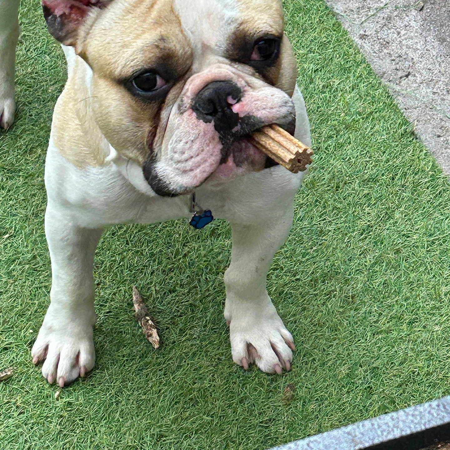 Tyler a rejoint le concours — aidez-le/la à gagner de superbes lots ! animal, ball, boxer, bulldog, canine, cream, dessert, dog, food, frenchbulldog, grass, lawn, pet, pitbull, plant, pottedplant, puppy, sport, tennis, tennisball