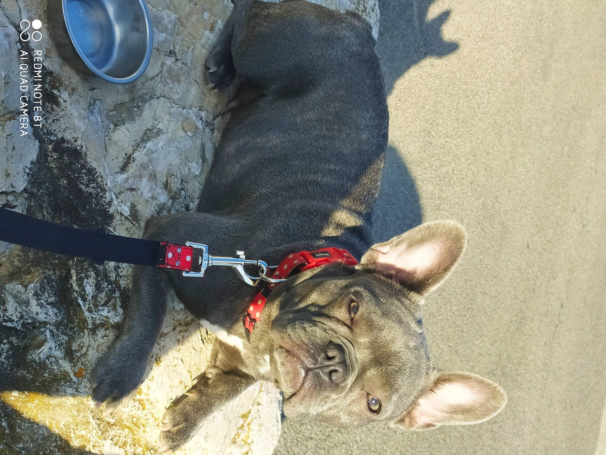 Cracotte participe au concours pour gagner de l'argent avec cette photo : canidae, carnivore, collar, companion_dog, dog, dog_breed, dog_collar, domestic_short_haired_cat, fashion_accessory, fawn, felidae, leash, pet_supply, rock_climbing_equipment, small_to_medium_sized_cats, sporting_group, tail, terrestrial_animal, whiskers, working_animal