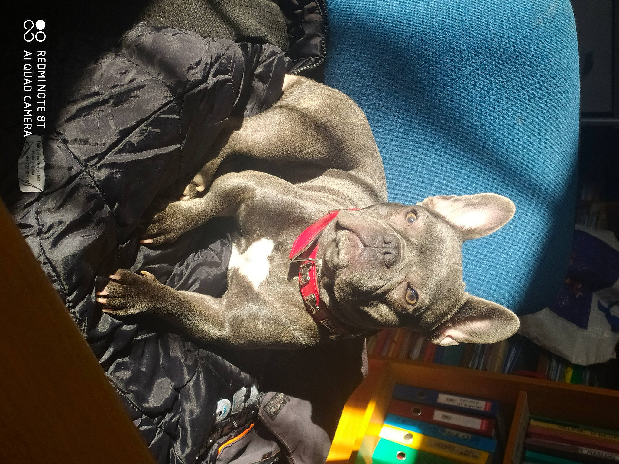 Cracotte a rejoint le concours — aidez-le/la à gagner de superbes lots ! art, canidae, carmine, carnivore, comfort, companion_dog, dog, dog_breed, felidae, fur, grey, linens, personal_protective_equipment, sculpture, small_to_medium_sized_cats, sporting_group, statue, whiskers, working_animal, wrinkle