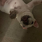 Hazel is registered to the contest to win money with this photo: dog, pet, playful, upside_down, lying_down, white_fur, brown_spots, paws, indoors, floor, canine, animal, cute, funny, muzzle, ears, tongue, resting, companion, domestic
