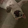 dog, pet, playful, upside_down, lying_down, white_fur, brown_spots, paws, indoors, floor, canine, animal, cute, funny, muzzle, ears, tongue, resting, companion, domestic