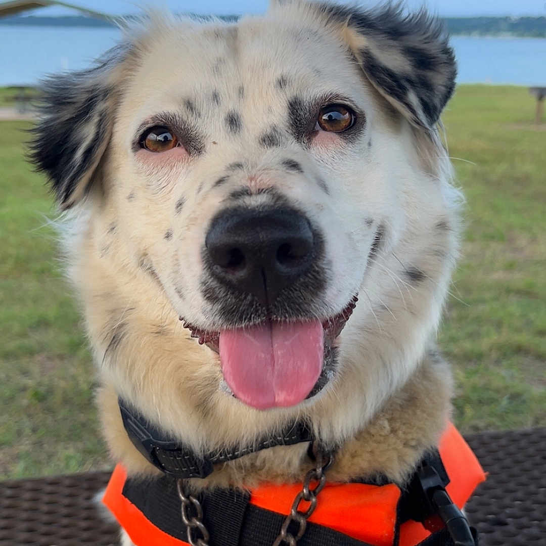 Daizy is registered to the contest to win money with this photo: accessories, animal, belt, bodypart, canine, clothing, collar, dog, harness, hound, husky, leash, lifejacket, mouth, person, pet, puppy, strap, tongue, vest