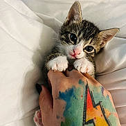 Kitty is registered to the contest to win money with this photo: kitten, cat, paw, hand, tattoo, lightning_bolt, bedding, white_sheet, cute, playful, pet, animal, feline, close_up, indoor, soft_light, curious, young, pink_nose, claws