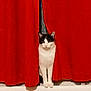 abyssinian, accessories, animal, cat, computer, couch, curtain, electronics, furniture, hardwood, kitten, laptop, leash, manx, pc, pet, siamese, strap, velvet, wood