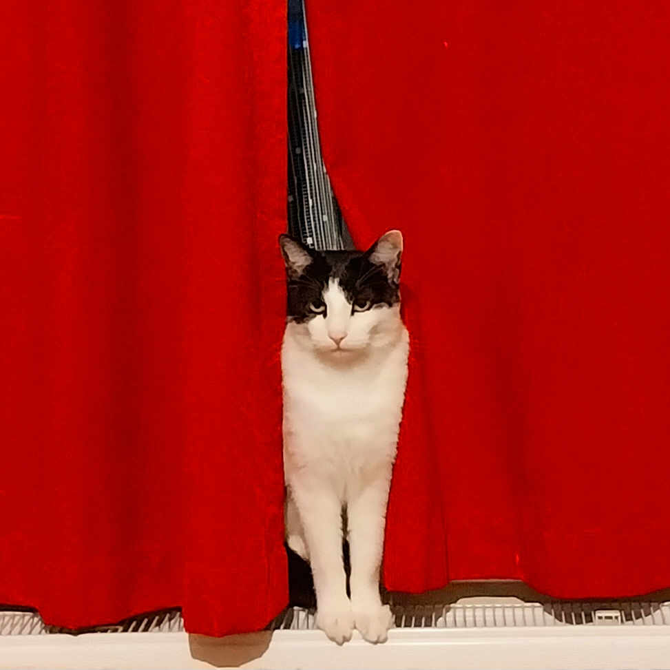Felix
