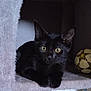 Pop'S participe au concours pour gagner de l'argent avec cette photo : animal, black_cat, cat, cat_tree, cozy, cubicle, curious, ears, feline, fur, home, indoor, paw, pet, quiet, relaxed, soccer_ball, toy, whiskers, yellow_eyes