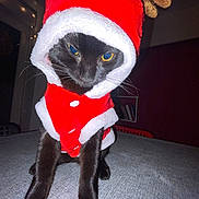 Pop'S participe au concours pour gagner de l'argent avec cette photo : animal, black_cat, cat, christmas, costume, cute, expression, eyes, face, festive, fur, gray_surface, holiday, indoor, legs, pet, reindeer_ears, santa_outfit, table, whiskers