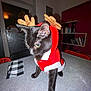 Pop'S a rejoint le concours — aidez-le/la à gagner de superbes lots ! animal, black_cat, books, bookshelf, cat, chair, christmas, costume, domestic_cat, expression, fur, furniture, holiday_decor, indoor, pet, reindeer_antlers, santa_outfit, table, whiskers, yellow_eyes