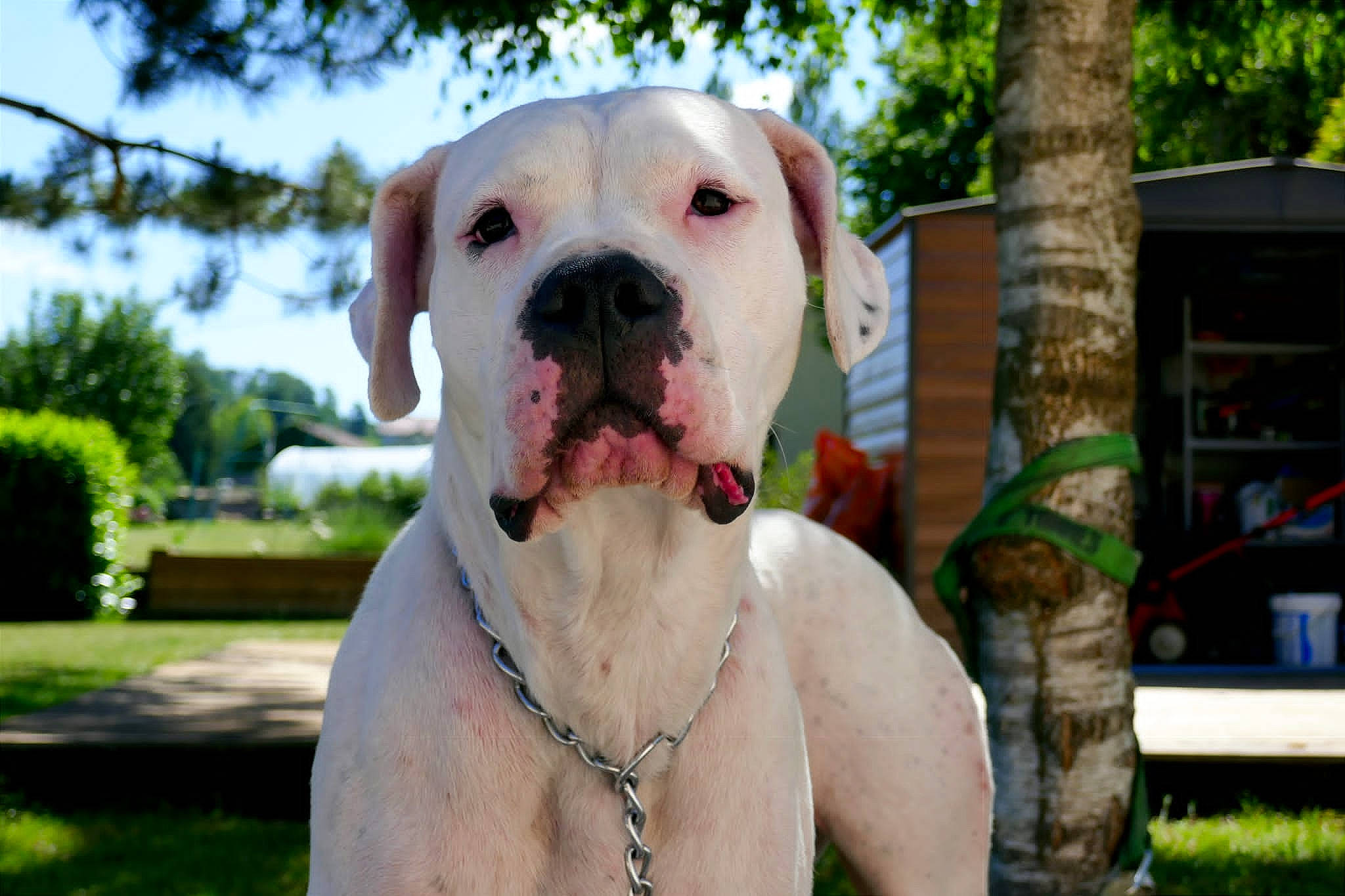 Alpha participe au concours pour gagner de l'argent avec cette photo : canidae, carnivore, collar, companion_dog, dog, dog_breed, dog_collar, dog_supply, fawn, grass, leisure, pet_supply, plant, sky, snout, sporting_group, tree, whiskers, working_animal, working_dog