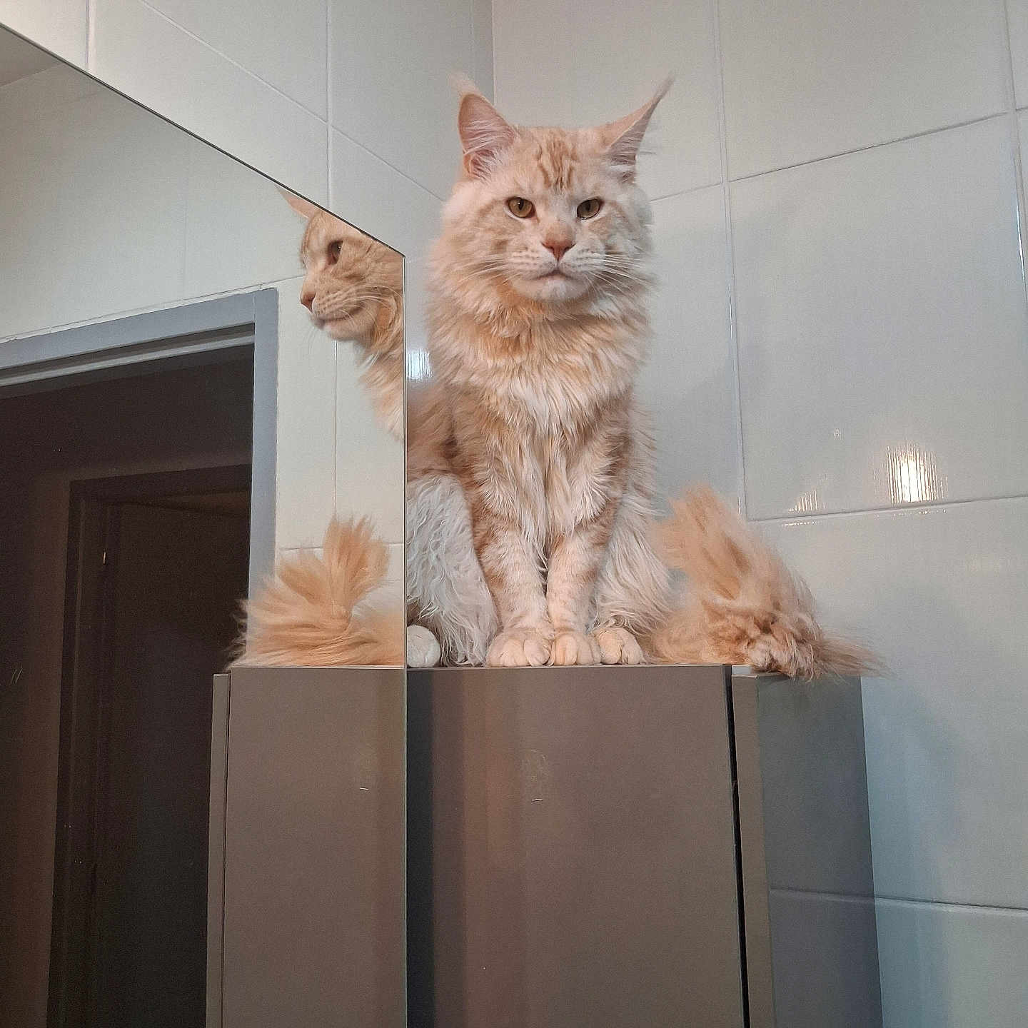 Adonis participe au concours pour gagner de l'argent avec cette photo : cat, fluffy, reflection, mirror, cabinet, indoor, pet, feline, orange_cat, animal, portrait, looking, sitting, fur, whiskers, ears, tail, home, wall, tile