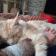 Adonis a rejoint le concours — aidez-le/la à gagner de superbes lots ! cat, sleeping, hand, petting, cozy, blanket, knitted, fur, indoor, couch, pillow, living_room, relaxation, companion, domestic_animal, feline, resting, comfort, gentle, home