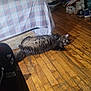 Charliee is registered to the contest to win money with this photo: cat, tabby_cat, wooden_floor, bed, plaid_blanket, sunlight, indoor, pet, relaxed, sprawled, furniture, shoes, room, cozy, striped, flooring, domestic_cat, resting, home, casual