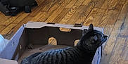 Charliee joined the competition — help win amazing prizes! cat, tabby, cardboard_box, wooden_floor, indoor, pet, feline, curious, relaxed, household, flooring, box, animal, domestic, side_view, resting, quiet, home, cozy, striped