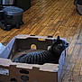cat, tabby, cardboard_box, wooden_floor, indoor, pet, feline, curious, relaxed, household, flooring, box, animal, domestic, side_view, resting, quiet, home, cozy, striped