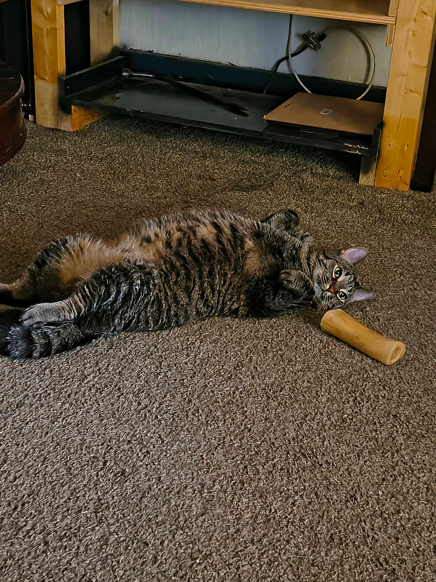 Charliee joined the competition — help win amazing prizes! cat, tabby_cat, carpet, indoor, pet, feline, wooden_shelf, cable, cardboard, floor, curious, relaxed, lying_down, fur, whiskers, ears, eyes, household, cozy, animal