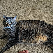 Charliee joined the competition — help win amazing prizes! tabby_cat, cat, pet, animal, carpet, indoor, fur, whiskers, green_eyes, relaxed, lying_down, paw, foot, human, domestic, striped, close_up, comfort, home, resting