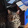Charliee joined the competition — help win amazing prizes! cat, tabby, animal, pet, indoor, floor, wooden_floor, box, cardboard_box, electronics_box, vinyl, music, recorder, curious, whiskers, ears, feline, closeup, resting, looking