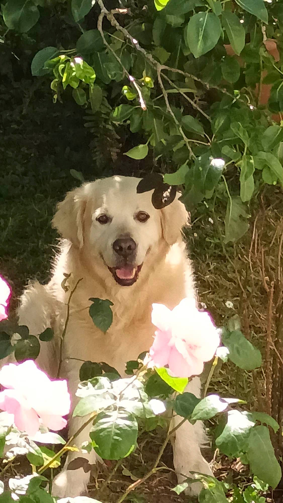 Jackson a rejoint le concours — aidez-le/la à gagner de superbes lots ! botany, carnivore, companion_dog, dog, dog_breed, fawn, flower, flowering_plant, garden, grass, gun_dog, leaf, livestock_guardian_dog, petal, plant, polish_tatra_sheepdog, rose_family, shrub, sporting_group, working_animal