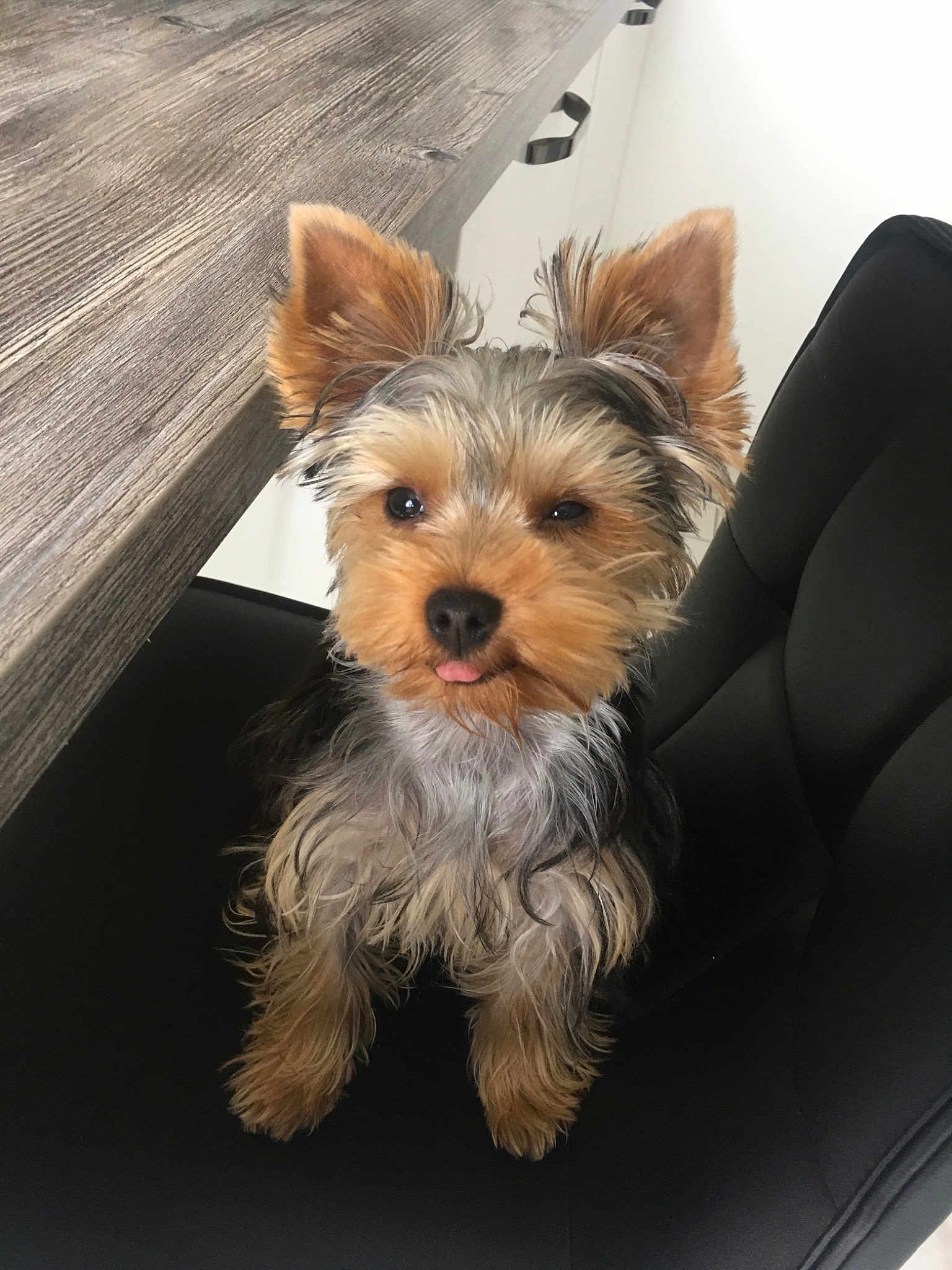 Ouzo a rejoint le concours — aidez-le/la à gagner de superbes lots ! australian_silky_terrier, biewer_terrier, canidae, carnivore, companion_dog, dog, dog_breed, ear, mammal, morkie, puppy, rare_breed_dog, skin, small_terrier, snout, terrier, toy_dog, vertebrate, yorkipoo, yorkshire_terrier