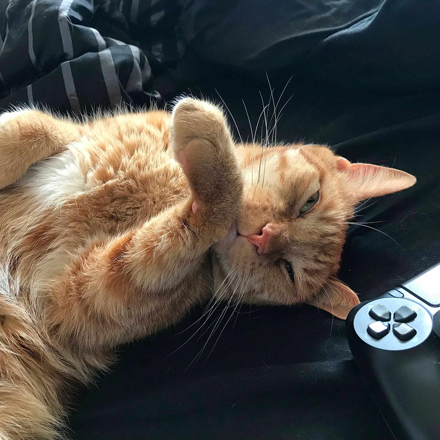 Boe joined the competition — help win amazing prizes! abyssinian, animal, cat, computer, computerhardware, computerkeyboard, couch, electronics, furniture, hardware, kitten, laptop, manx, monitor, pc, person, pet, remotecontrol, screen, sleeping