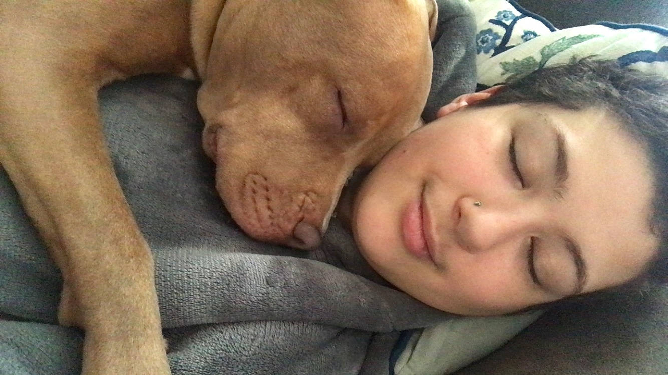 Uggy is registered to the contest to win money with this photo: bedtime, canidae, carnivore, child, comfort, companion_dog, dog, dog_breed, fawn, fur, gesture, guard_dog, happy, linens, nap, nose, sleep, sporting_group, tree, wrinkle