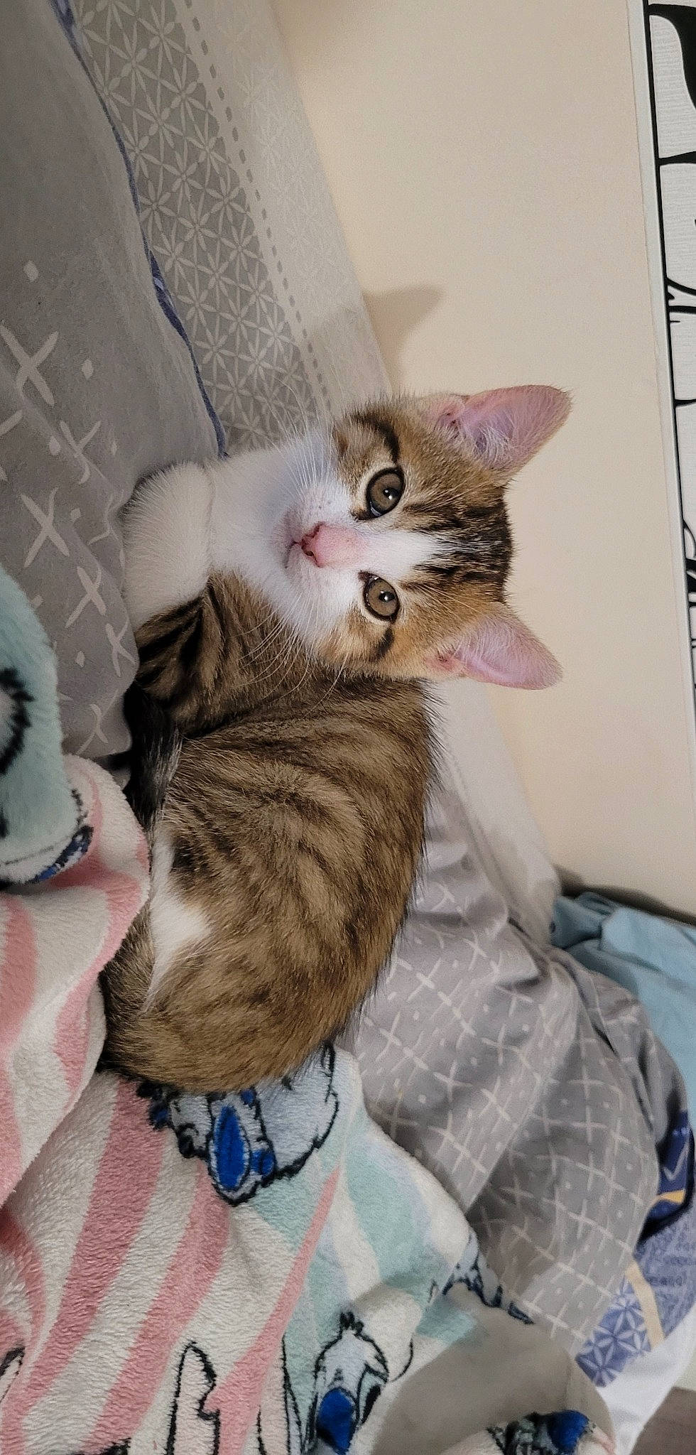 Panpan a rejoint le concours — aidez-le/la à gagner de superbes lots ! carnivore, cat, cat_bed, claw, comfort, domestic_short_haired_cat, fawn, felidae, fur, nap, paw, small_to_medium_sized_cats, tail, whiskers