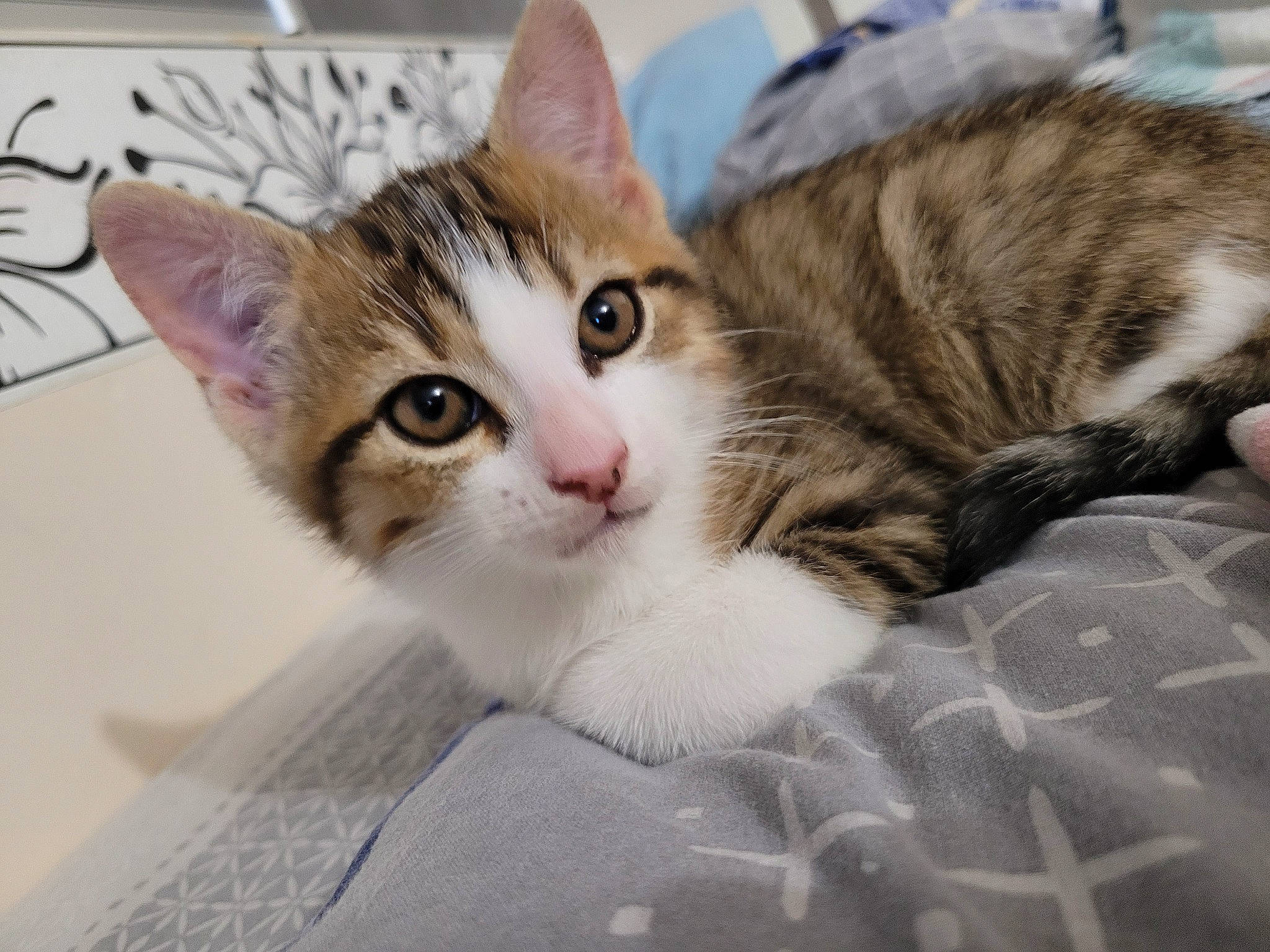 Panpan participe au concours pour gagner de l'argent avec cette photo : carnivore, cat, claw, comfort, domestic_short_haired_cat, eye, fawn, felidae, fur, paw, photo_caption, small_to_medium_sized_cats, snout, whiskers