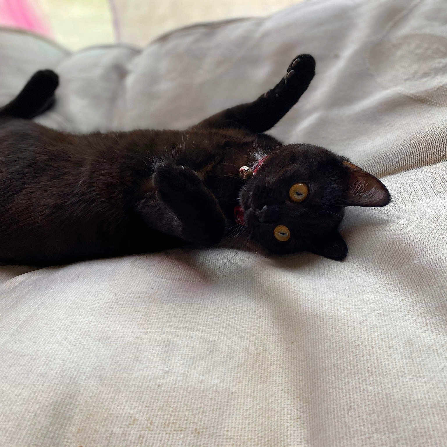 Mimi