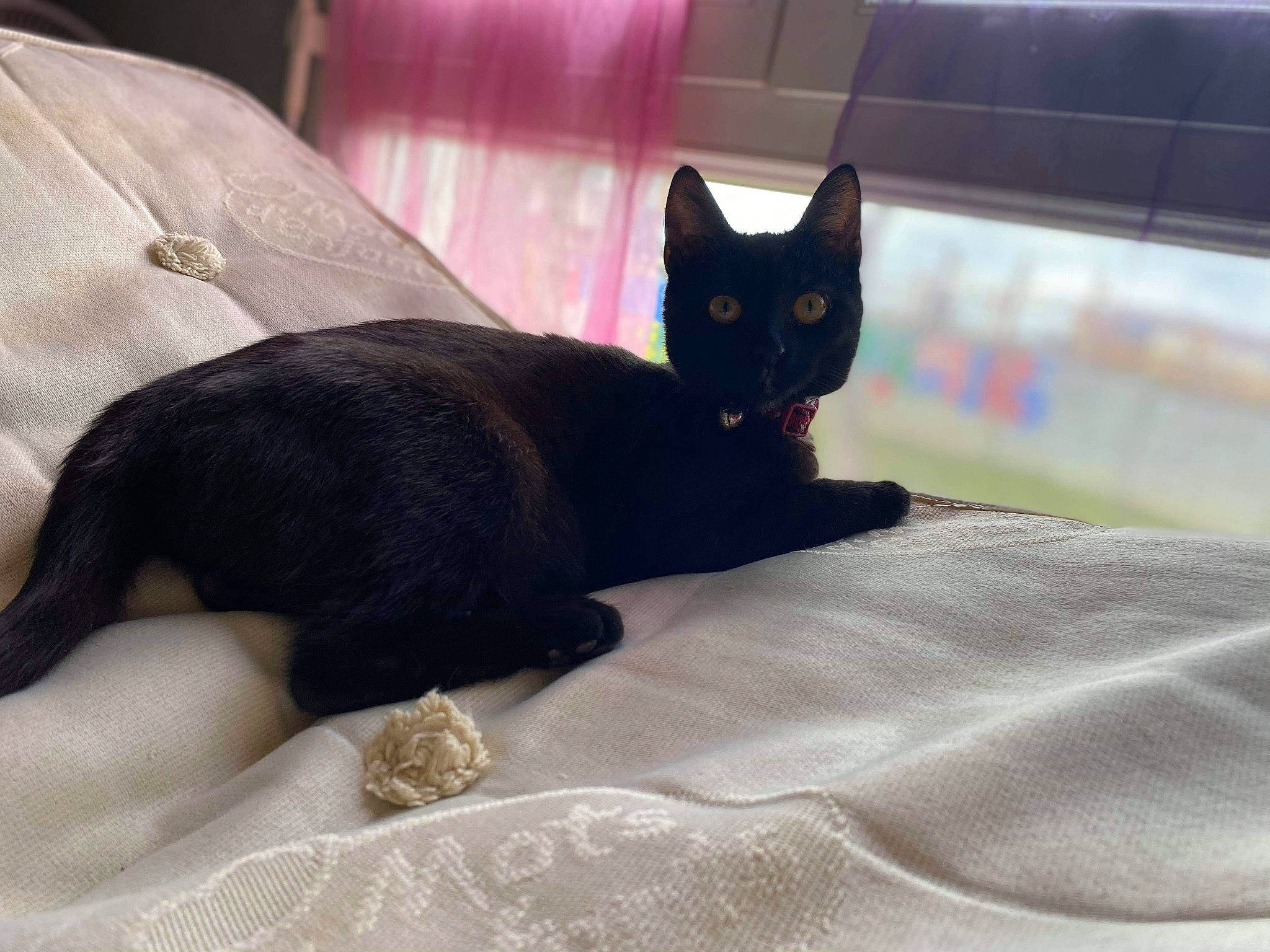 Mimi participe au concours pour gagner de l'argent avec cette photo : asian, bed, black, black_cat, bombay, carnivore, cat, domestic_short_haired_cat, felidae, fur, kitten, linens, quilt, small_to_medium_sized_cats, tail, whiskers