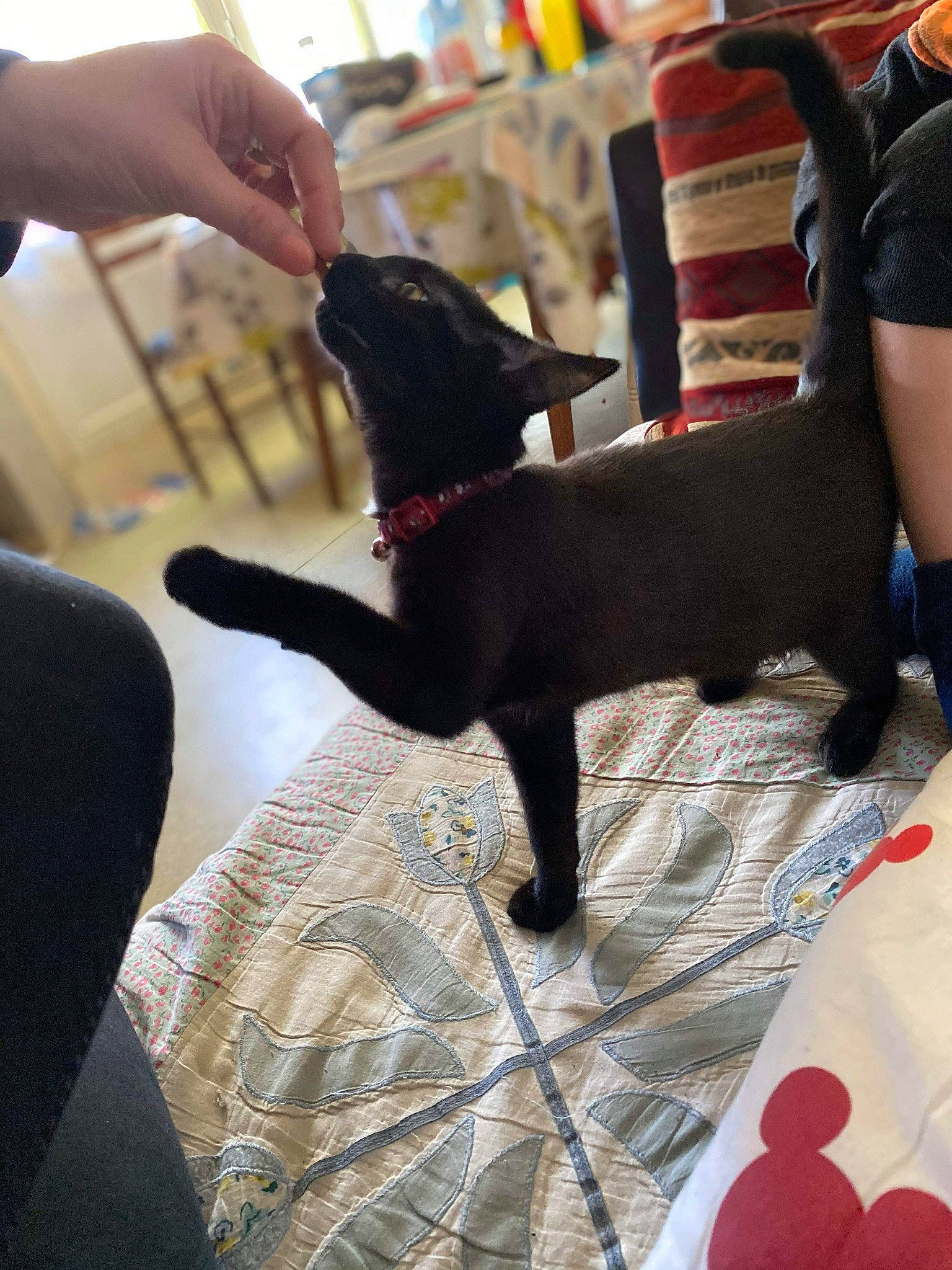 Mimi a rejoint le concours — aidez-le/la à gagner de superbes lots ! canidae, carnivore, companion_dog, dog, dog_breed, guard_dog, hand, leg, non_sporting_group, sporting_group, tail