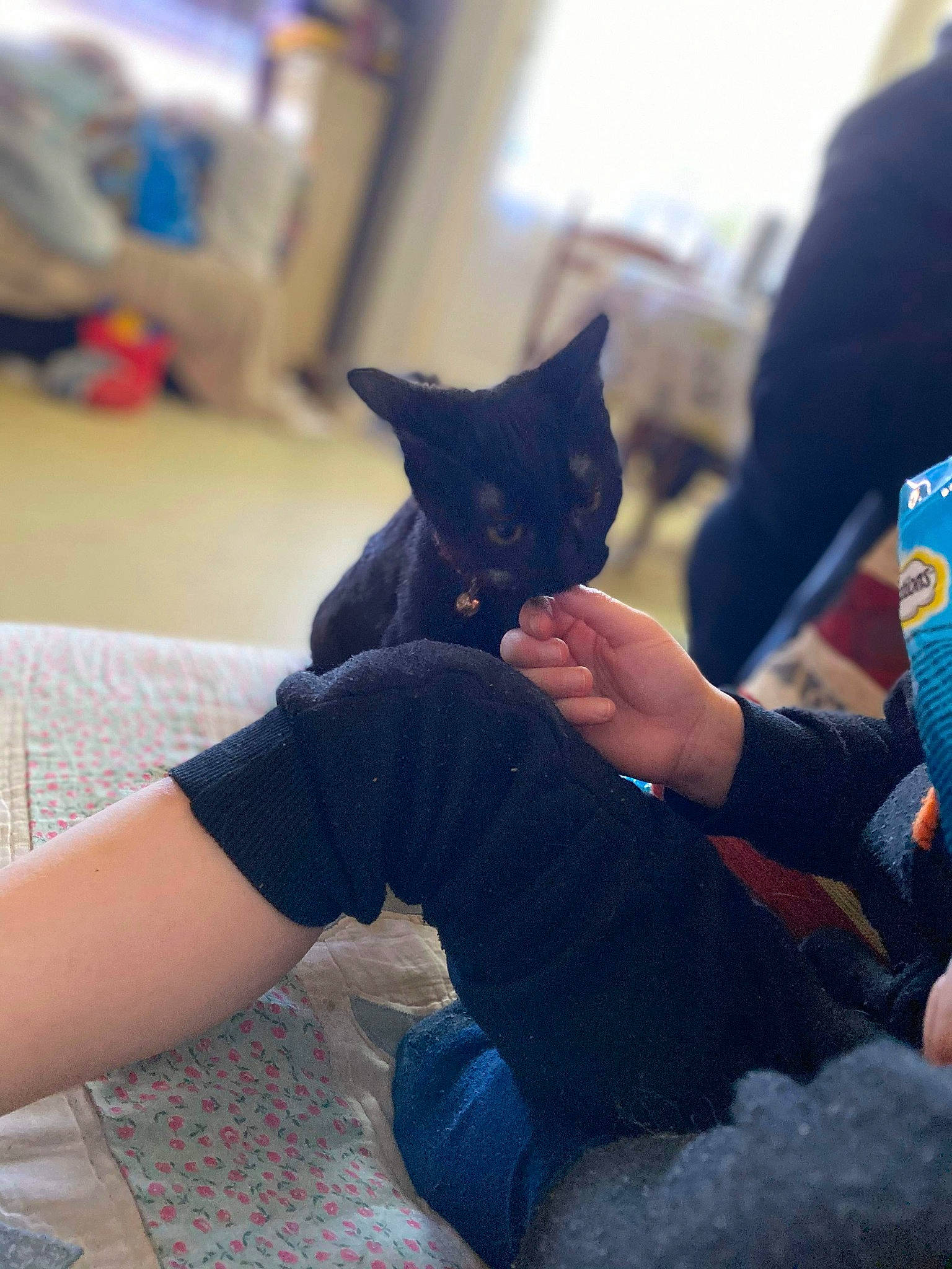 Mimi participe au concours pour gagner de l'argent avec cette photo : arm, black_cat, carnivore, cat, felidae, foot, human_leg, lap, leg, nail, russian_blue, sitting, small_to_medium_sized_cats, whiskers