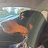 Vaiana a rejoint le concours — aidez-le/la à gagner de superbes lots ! dog, car_interior, harness, sunlight, lens_flare, window, seat, pet, canine, black_and_tan, side_profile, restraint, daylight, domestic_animal, travel, vehicle, looking_out, leash, seatbelt, closeup