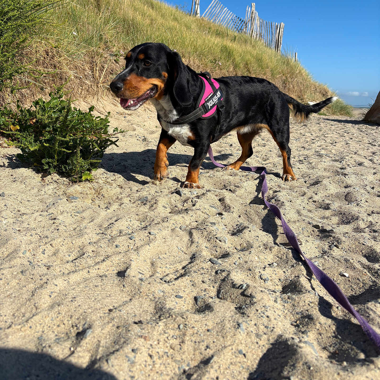 Vaiana participe au concours pour gagner de l'argent avec cette photo : dog, beach, sand, grass, fence, blue_sky, sunny, leash, harness, outdoor, pet, canine, nature, daytime, walking, animal, summer, playful, landscape, happy