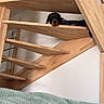 dog, stairs, wood, indoor, pet, resting, black_dog, brown_dog, relaxed, blanket, home, furniture, wooden_stairs, animal, domestic_animal, laying_down, interior, quiet, comfortable, house