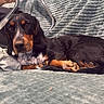 Vaiana a rejoint le concours — aidez-le/la à gagner de superbes lots ! dog, couch, blanket, indoor, relaxed, pet, fur, black_and_tan, animal, resting, looking_at_camera, fabric, chair, cozy, domestic, home, comfort, laying_down, casual, furniture