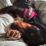 Vaiana participe au concours pour gagner de l'argent avec cette photo : dog, sleeping, paws, black_fur, brown_fur, julius_k9, harness, blanket, patterned, indoor, cozy, resting, close_up, pet, animal, fur, canine, bed, comfort, relaxation