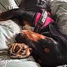 dog, sleeping, paws, black_fur, brown_fur, julius_k9, harness, blanket, patterned, indoor, cozy, resting, close_up, pet, animal, fur, canine, bed, comfort, relaxation