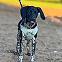 dog, puppy, black_dog, white_spots, harness, leash, outdoor, sand, path, animal, pet, walking, cute, ears, tongue_out, young_dog, nature, sunlight, portrait, standing