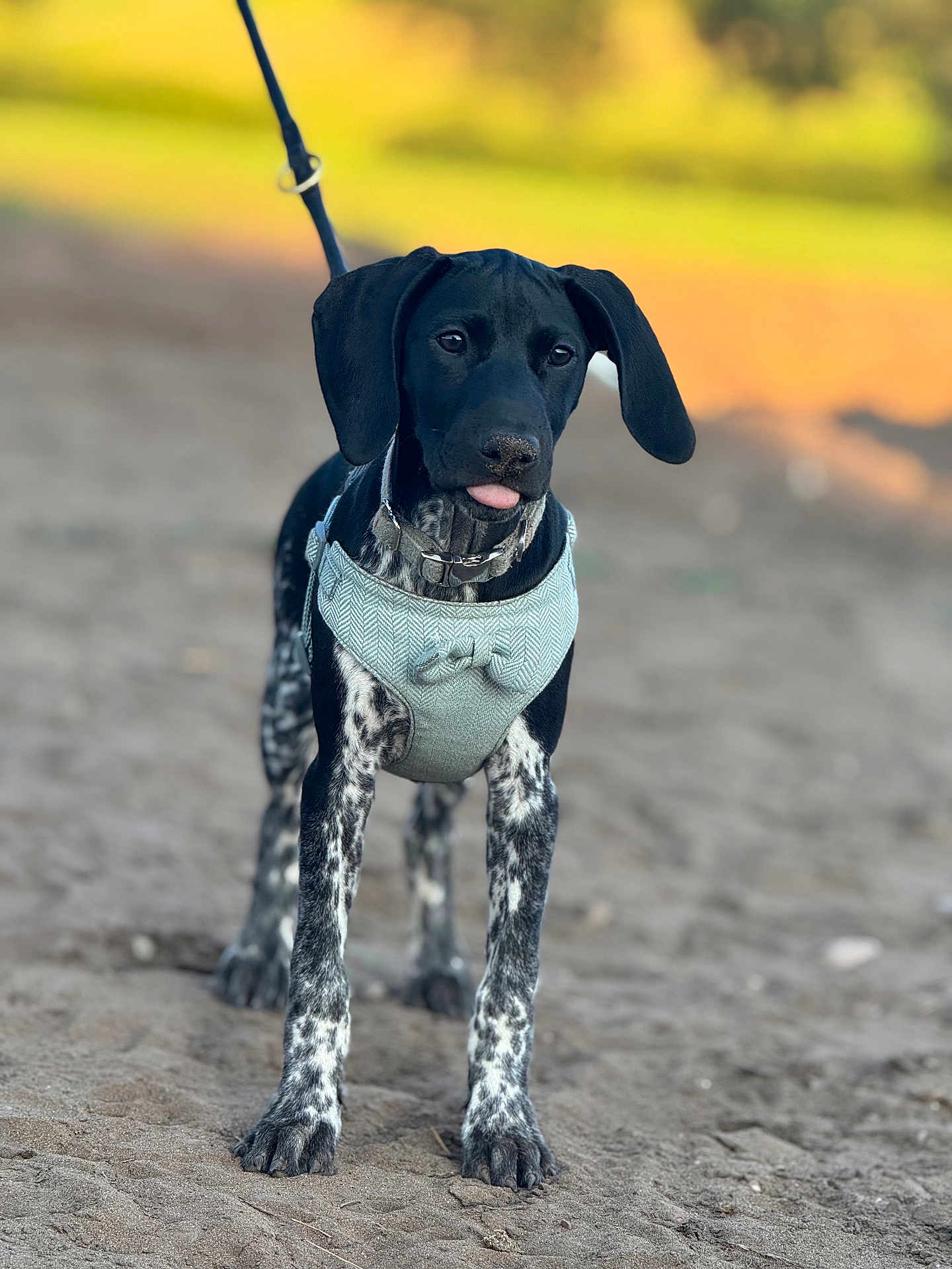 Mila joined the competition — help win amazing prizes! dog, puppy, black_dog, white_spots, harness, leash, outdoor, sand, path, animal, pet, walking, cute, ears, tongue_out, young_dog, nature, sunlight, portrait, standing